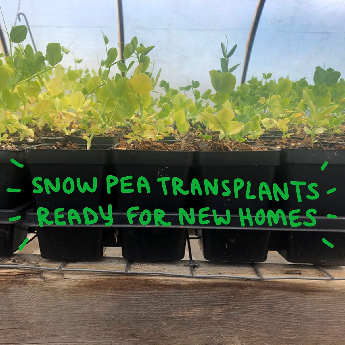 King of Crops Then & Now