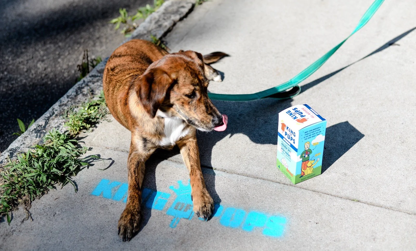 King of Pups Image King of Pups Image