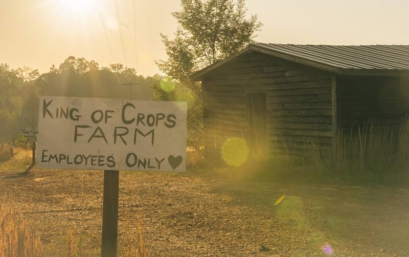 king-of-crops_800x king-of-crops_800x